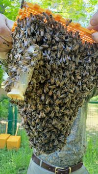 Einzug der Schulbienen